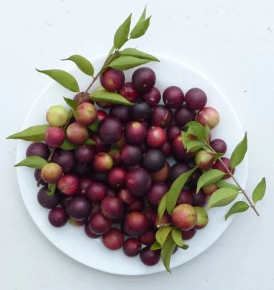 Camu Camu Live Plants (Myrciaria Dubia)