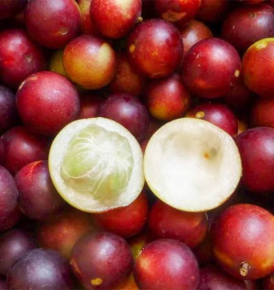 Camu Camu Live Plants (Myrciaria Dubia)
