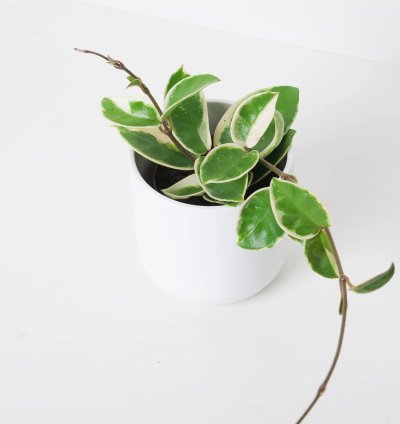 Hoya Carnosa Krimson Queen