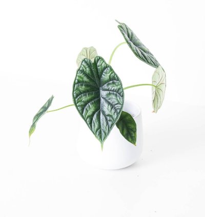 Alocasia Dragon Scale