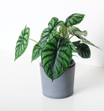 Alocasia Dragon Scale