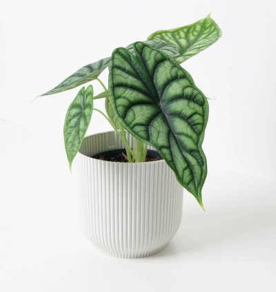 Alocasia Dragon Scale