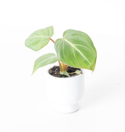 Philodendron Gloriosum