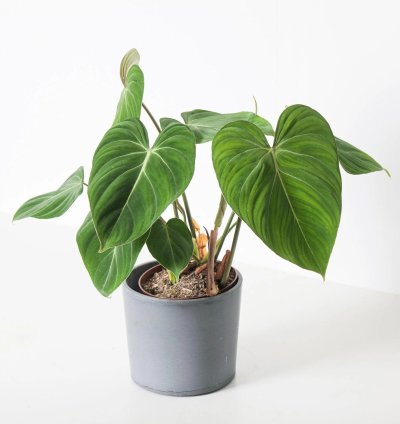 Philodendron Gloriosum