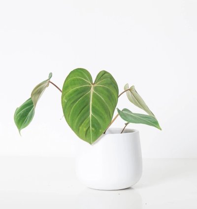 Philodendron Gloriosum