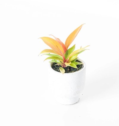 Philodendron Prince of Orange