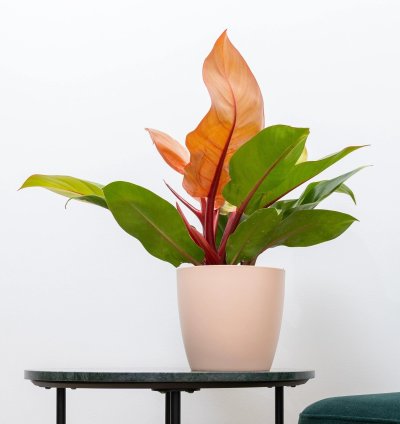 Philodendron Prince of Orange