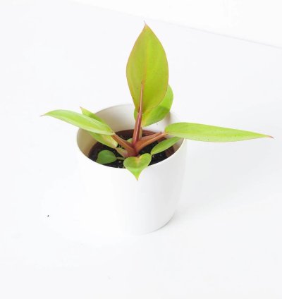 Philodendron Prince of Orange
