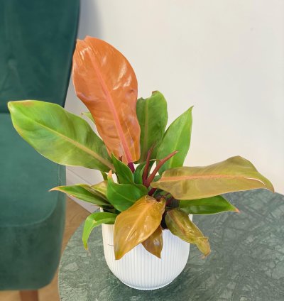 Philodendron Prince of Orange