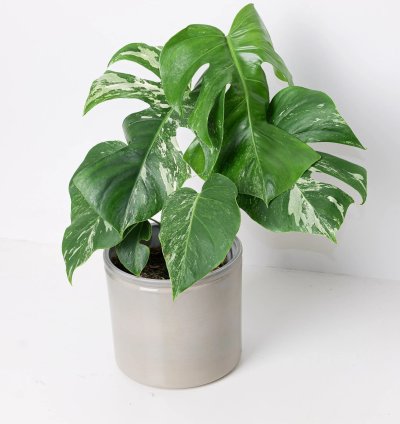 Monstera Deliciosa Albo Variegated