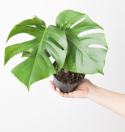 Monstera Deliciosa Albo Variegated