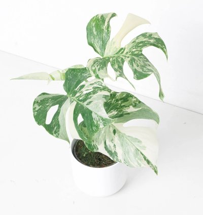 Monstera Deliciosa Albo Variegated