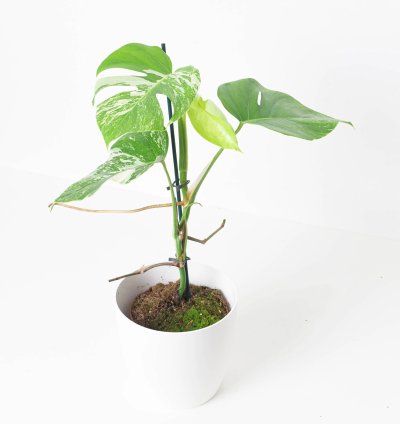 Monstera Deliciosa Albo Variegated
