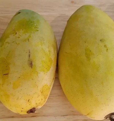 Dasheri Mango Live Plant (Mangifera indica)