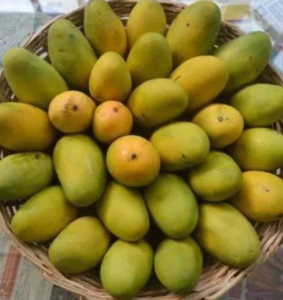 Dasheri Mango Live Plant (Mangifera indica)