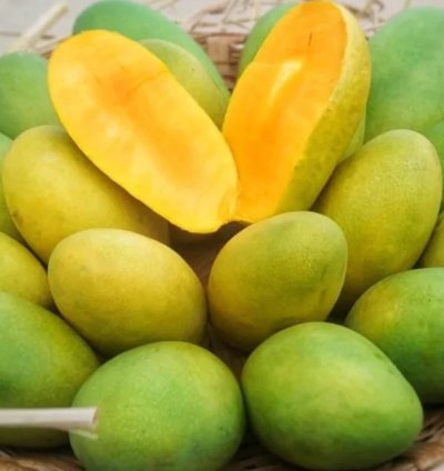 Dasheri Mango Live Plant (Mangifera indica)