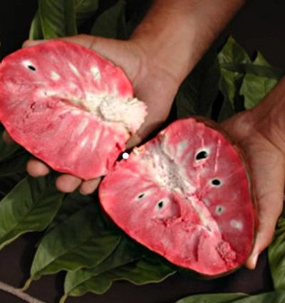 Red Araticum Live Plants (Annona Cacans)