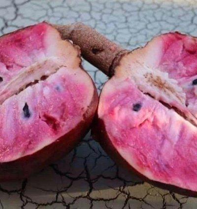 Red Araticum Live Plants (Annona Cacans)
