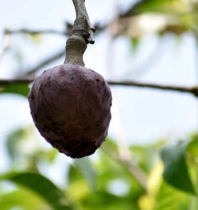 Red Araticum Live Plants (Annona Cacans)