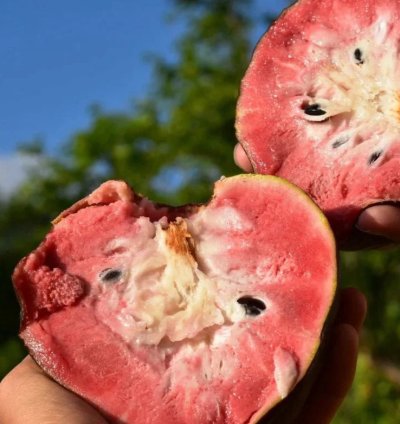 Red Araticum Live Plants (Annona Cacans)