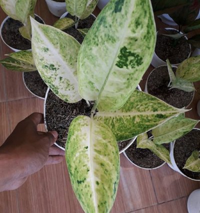 Aglaonema Big Roy White