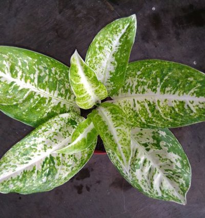 Aglaonema Big Roy White