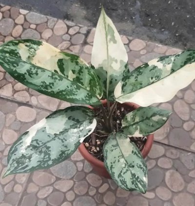 Aglaonema Commutatum