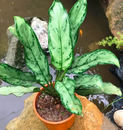 Aglaonema Commutatum
