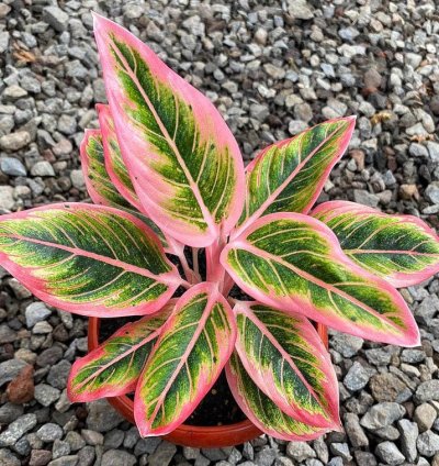 Aglaonema Lotus Delight