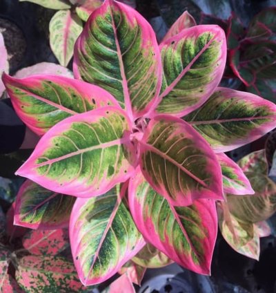 Aglaonema Lotus Delight