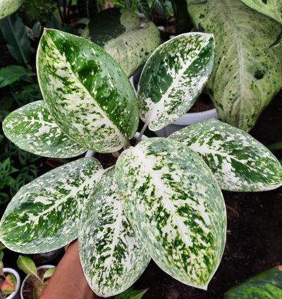 Aglaonema Milky Way