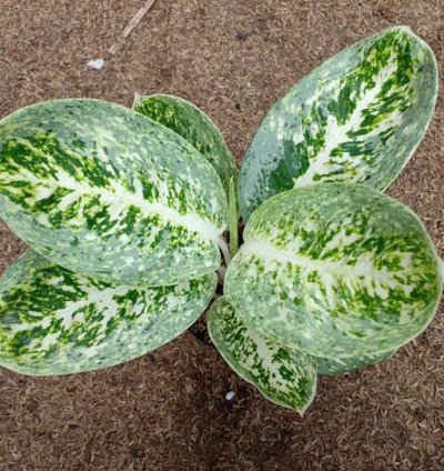 Aglaonema Milky Way