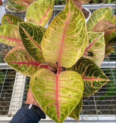 Aglaonema Moonlight
