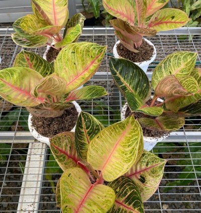 Aglaonema Moonlight