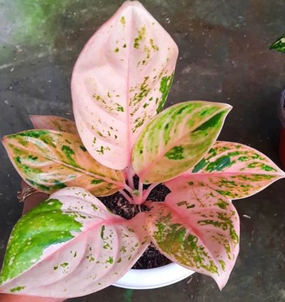 Aglaonema Obama