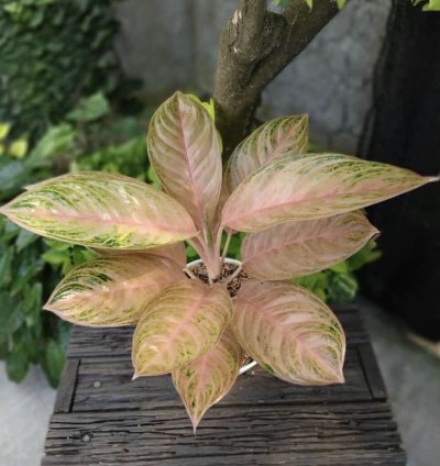 Aglaonema Obama