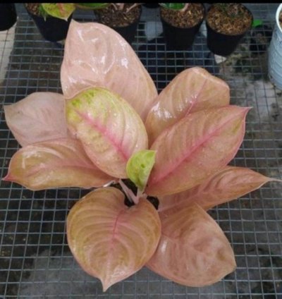 Aglaonema Obama