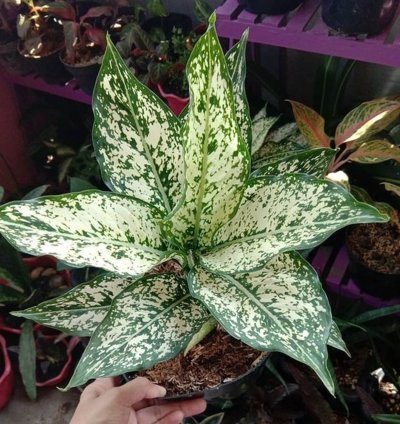 Aglaonema Snow White