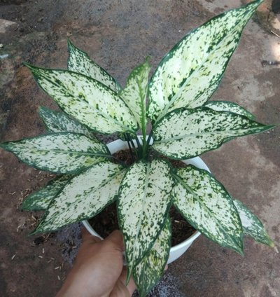 Aglaonema Snow White