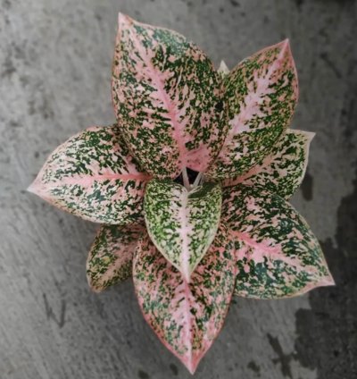 Aglaonema Stardust Orange