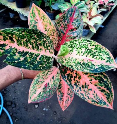 Aglaonema Stardust Orange
