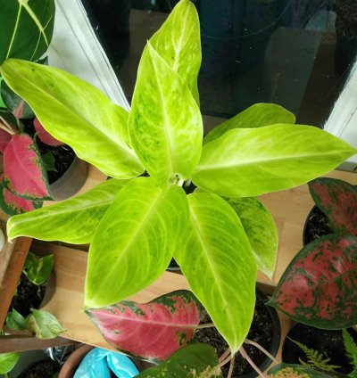 Aglaonema Sundrop