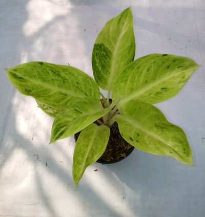 Aglaonema Sundrop