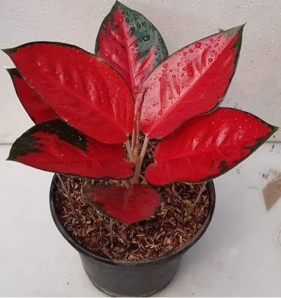 Aglonema Red Suksom Jaipong