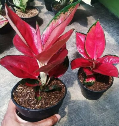 Aglonema Red Suksom Jaipong