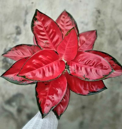 Aglonema Red Suksom Jaipong