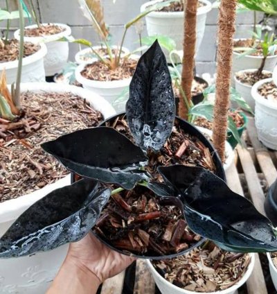 Alocasia Black Infernalis