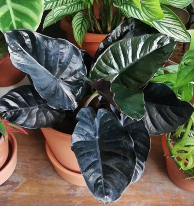 Alocasia Black Infernalis