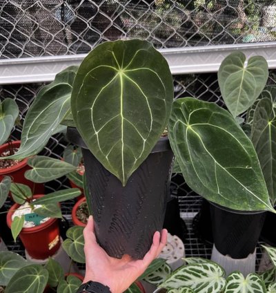 Anthurium Forgetii