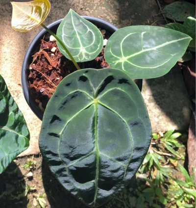 Anthurium Forgetii